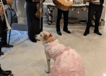 Familia celebra los XV años de su perrita